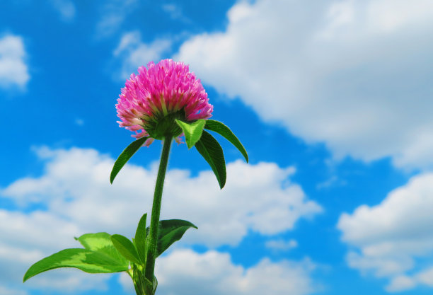 花与蓝天图片下载