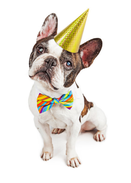 可爱的法国斗牛犬生日装扮图片下载