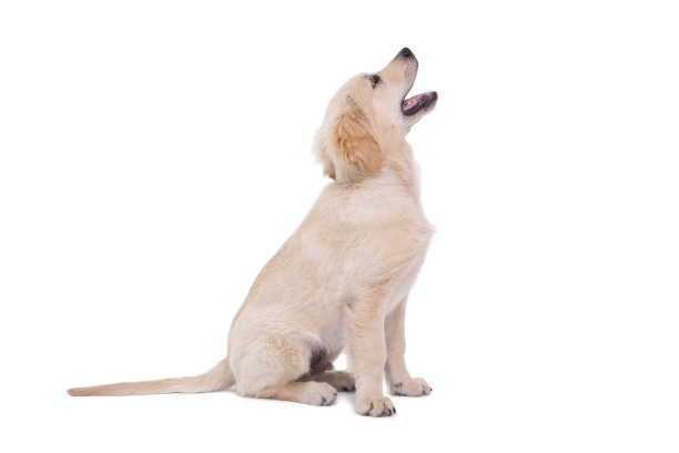 可爱的小狗向上看图片下载