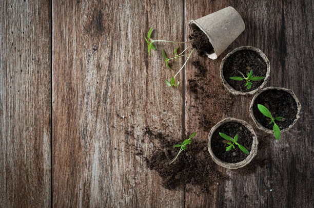 番茄幼苗图片下载