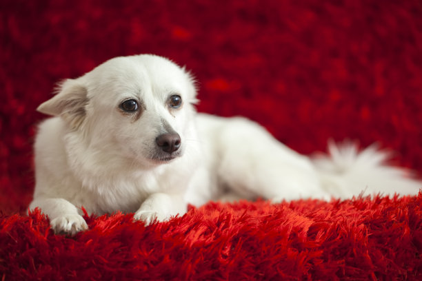 红色背景上的白狗图片下载