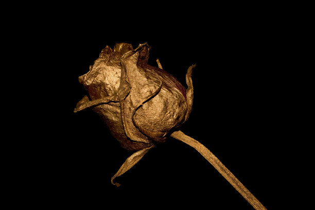 金玫瑰图片下载