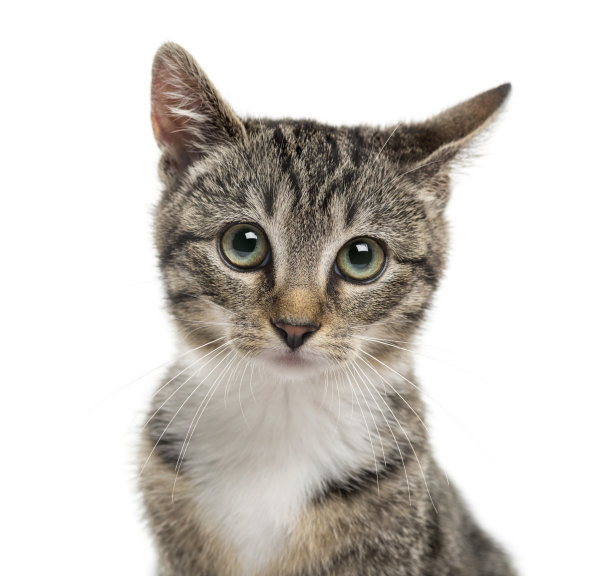 一只小猫在白色背景前的特写素材图片