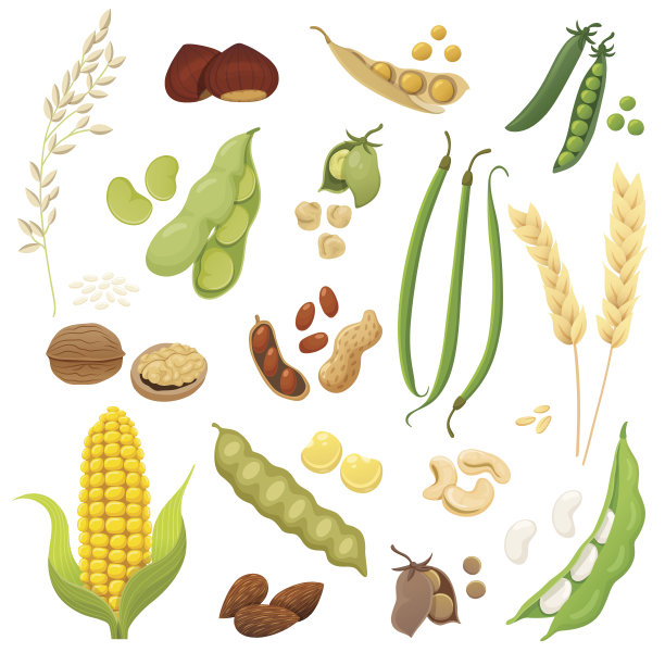 大豆图片素材ID：132523426