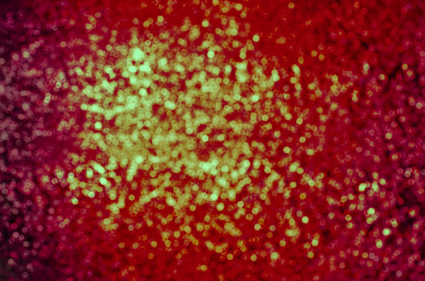 圣诞红背景图片下载