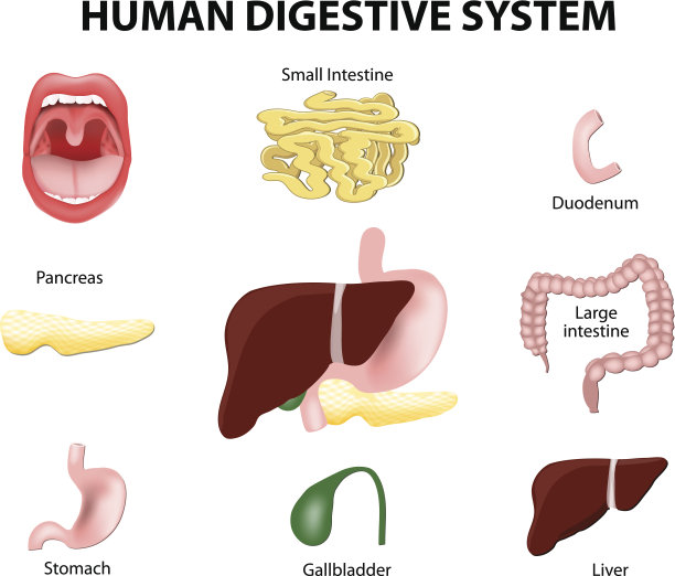 人类的消化系统。集图片下载