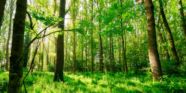 树林照片素材ID：132527890