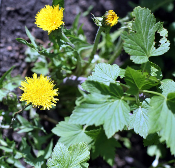 黄色的花是春天的蒲公英。选择的重点。图片下载