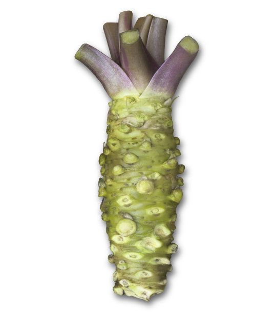 新鲜的芥末酱根。日本料理寿司、生鱼片的配料图片下载