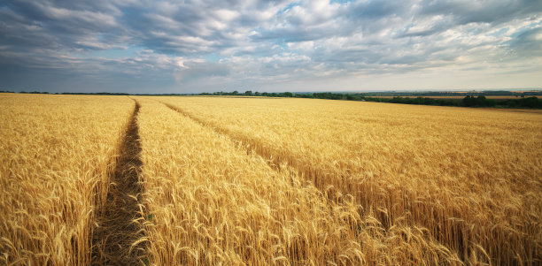 麦田照片素材ID：132540340