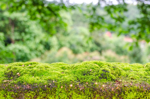 苔藓，小的无花植物图片下载