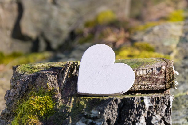 树桩上的心图片下载