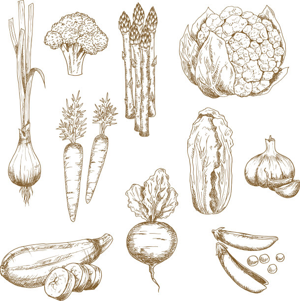 农场蔬菜的复古素描图片下载