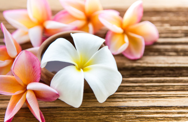 软焦点和模糊背景鸡蛋花在木桌上素材图片