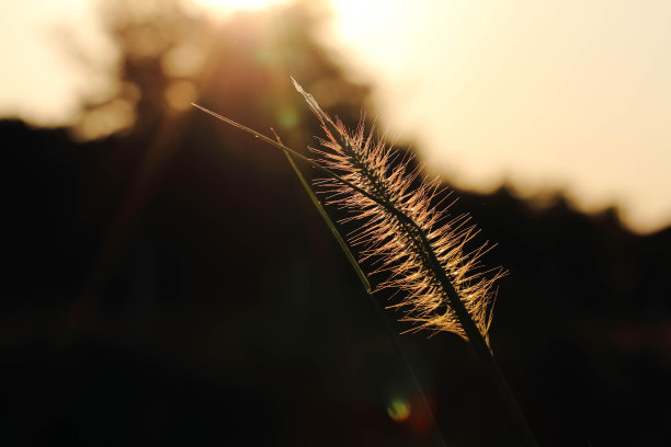 太阳晒在干草上。图片下载