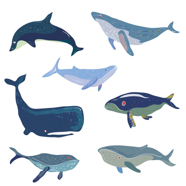 鲸鱼set -手绘设计，插图图片下载