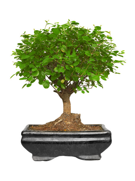 陶罐中的盆景树图片下载