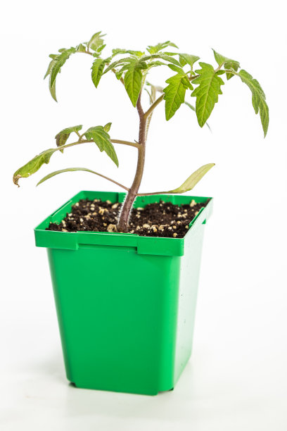 大男孩番茄植物-垂直图片下载