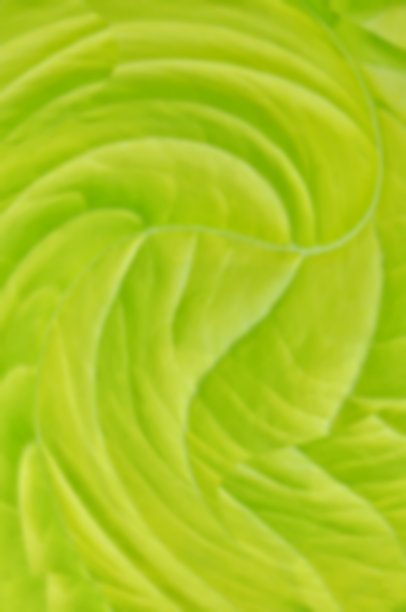 美丽的绿叶图片下载