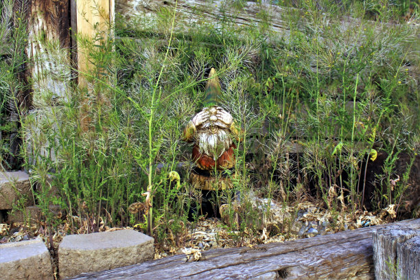 侏儒不能看杂草图片下载