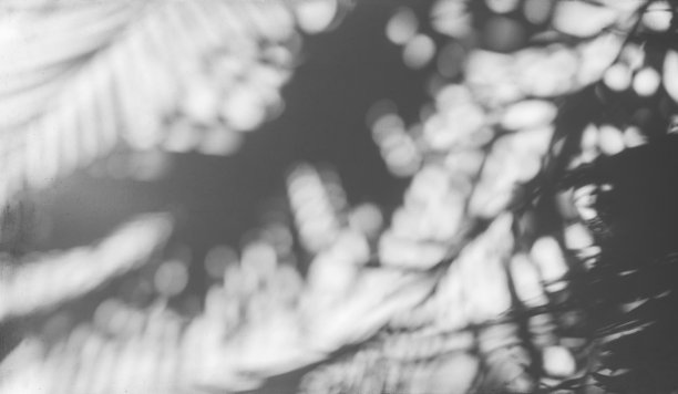 白墙上棕榈叶的影子图片下载