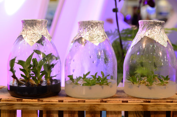 瓶中组织培养植物图片下载