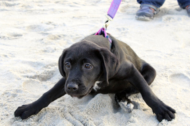 急切的小狗图片下载