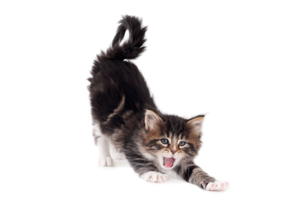 伸懒腰打哈欠的小猫图片下载