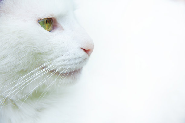 绿眼睛的白猫图片下载