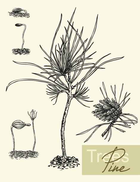 矢叶，花和果实的松树。图片下载