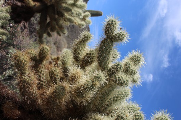 亚利桑那州沙漠中的仙人掌图片下载