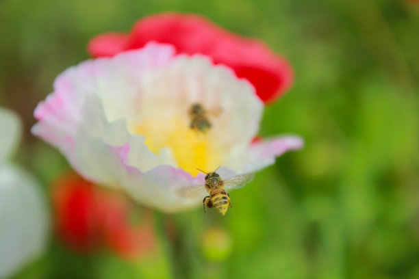 蜜蜂和花图片下载