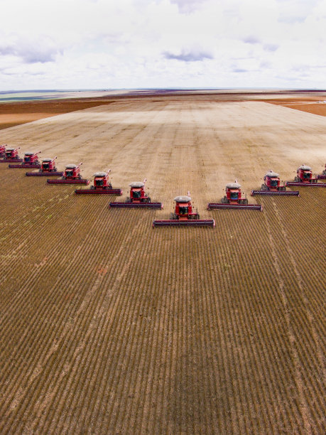 大豆收获图片下载