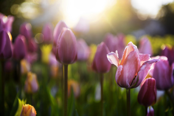 春天的郁金香图片下载