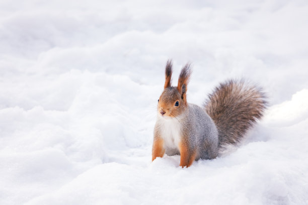 西伯利亚红松鼠在冬天的树林里寻找图片下载