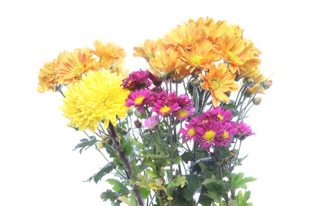 白色背景中的菊花图片下载