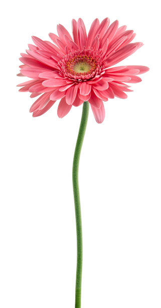 茎上的粉红色非洲菊图片下载