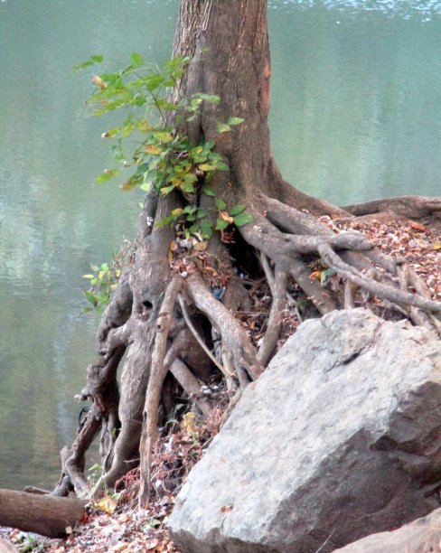 河岸上一棵树根裸露的树图片下载