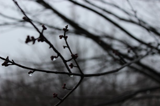 雨滴落在树枝上图片下载