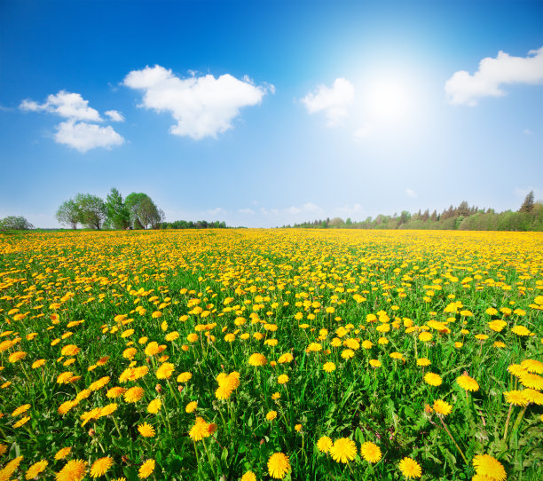 蓝天下的黄花图片下载