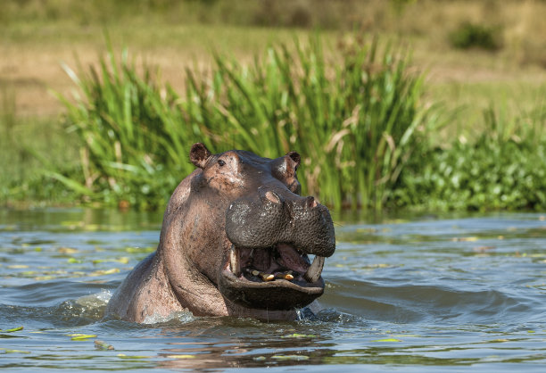 在水里打哈欠的河马。素材图片