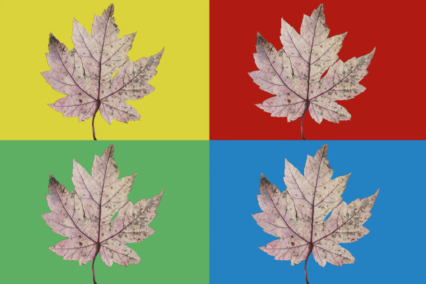 秋天的叶子图片下载