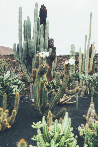 仙人掌图片下载