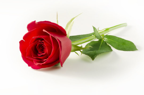 玫瑰花照片素材ID：132623974