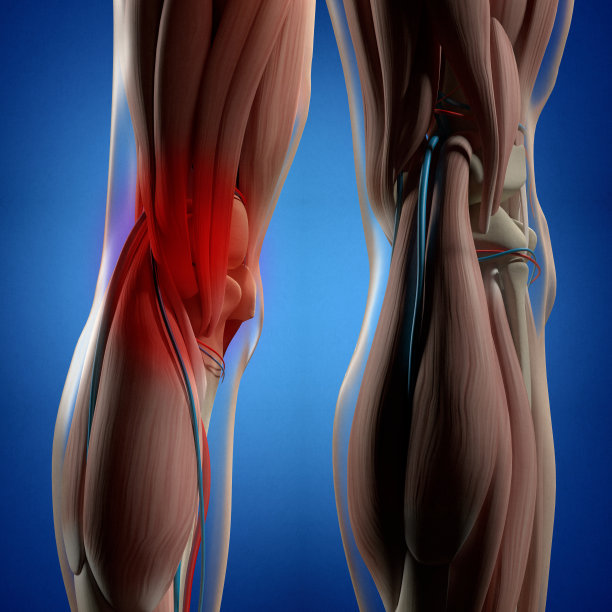人体解剖学。腿部，小腿肌肉，膝盖，3d插图。图片下载