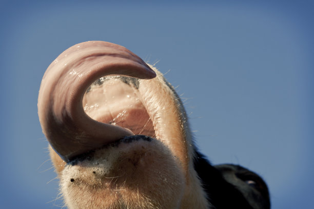 饥饿的荷斯坦奶牛图片下载