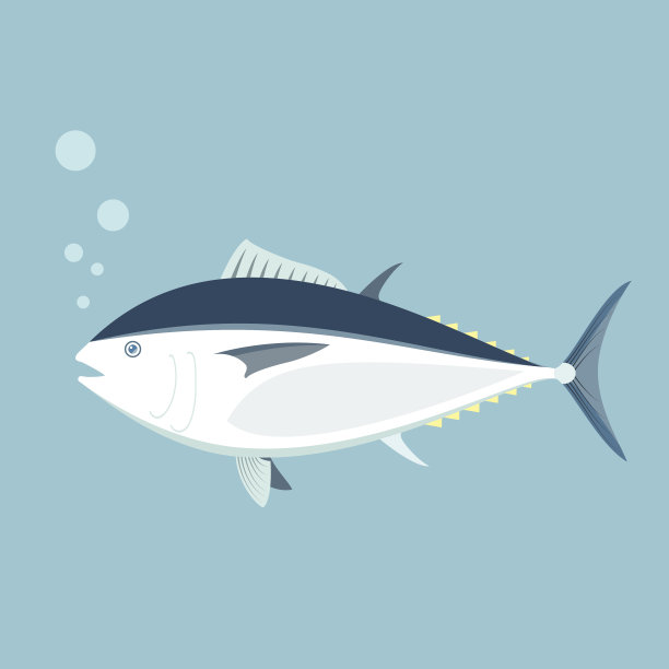 蓝鳍金枪鱼素材图片