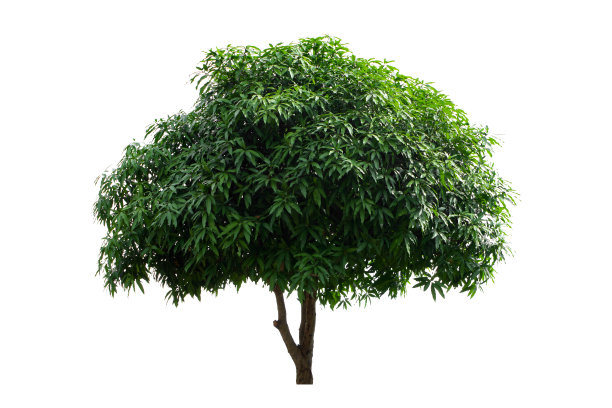 芒果树孤立在白色背景，使用树对象元素的设计。图片下载