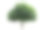芒果树孤立在白色背景，使用树对象元素的设计。图片下载