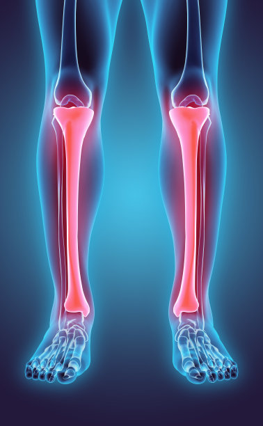 胫骨三维图解，医学概念。图片下载